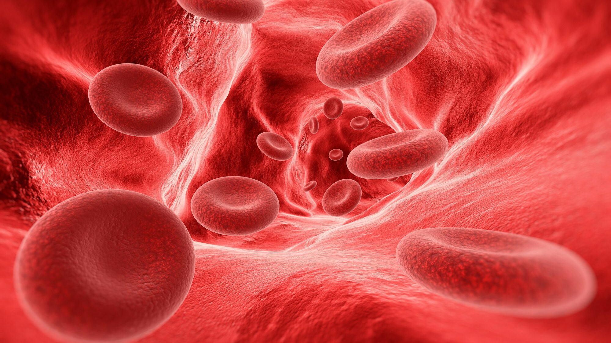 Blood cells in the vein